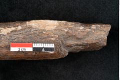 Foto (Detailansicht) von Plantae indet.  (NHMW-GEO-2024-0188-11528)